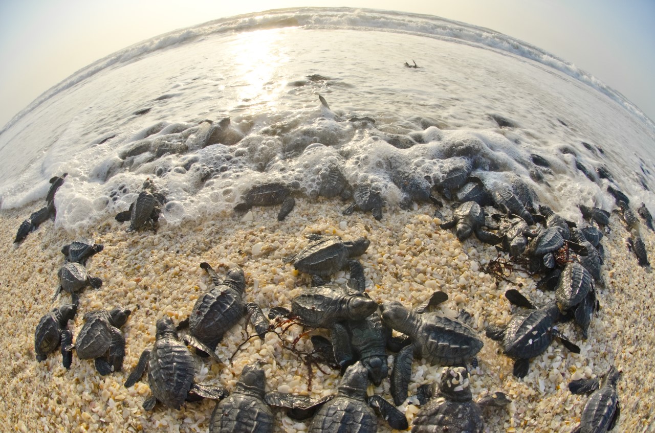 Libera gobierno en 3 años más de 150 mil tortugas Lora en litoral de Tamaulipas