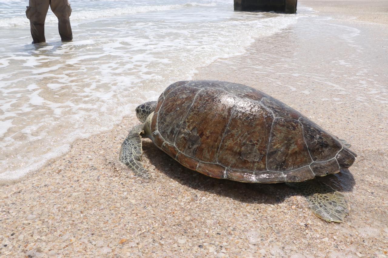Luego de 10 meses de luchar por su vida en tierra, tortuga deja Tamaulipas y regresa a casa
