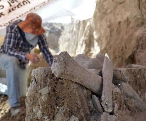 Hallan en aeropuerto de Santa Lucía restos de 60 mamuts de hace más de 14 mil años