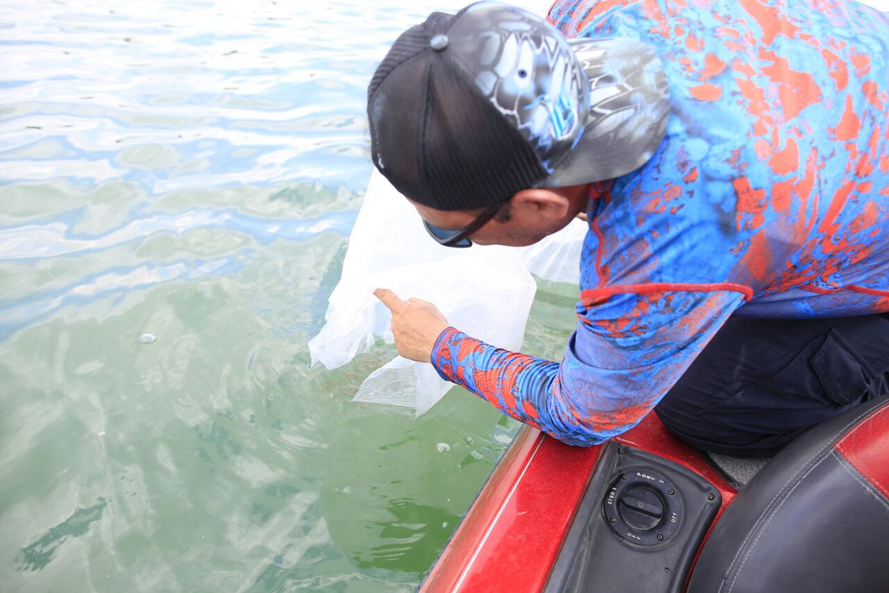 Siembran 7 mil crías de lobina en la Vicente Guerrero; mejora producirá ‘Lobinas Trofeo’