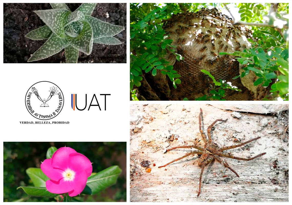 Recomiendan expertos ayudar a la naturaleza durante el confinamiento por Covid-19