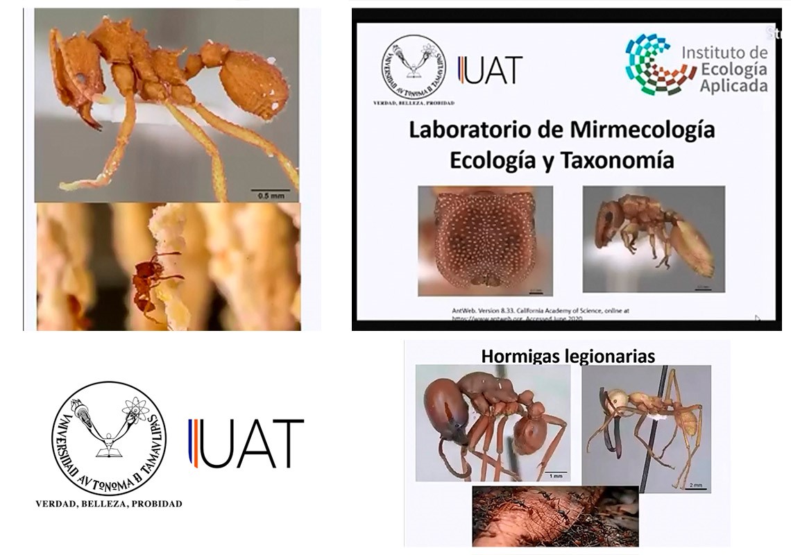 Con nuevo laboratorio la UAT estudia a las hormigas y su importancia en la ecología