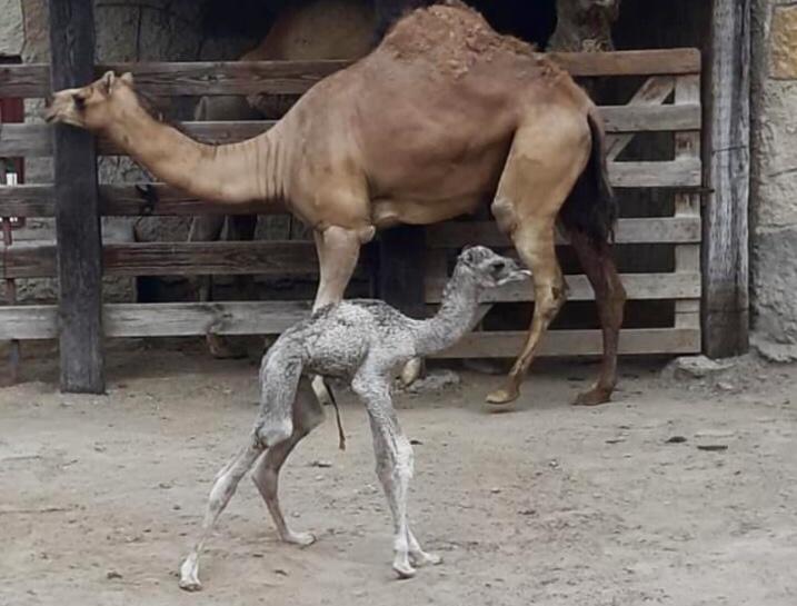 Nace dromedario hembra en zoológico de NLD; sus padres son ‘Emilio’ y ‘Lía’