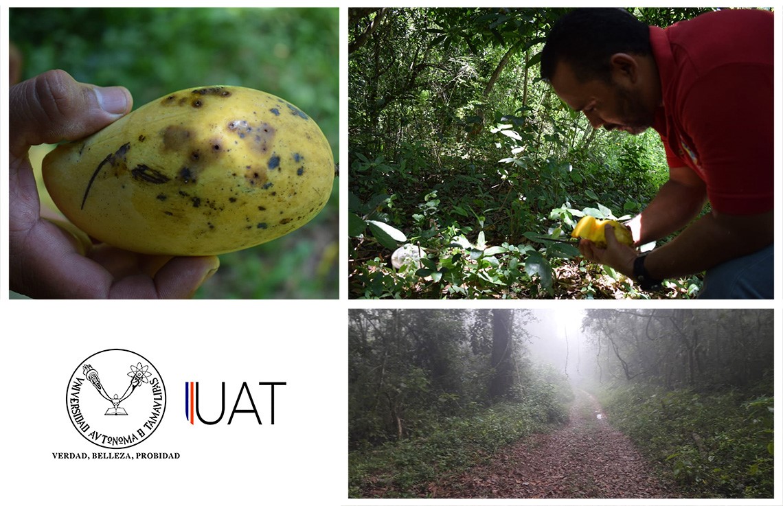 Estudian investigadores de la UAT a enemigos naturales de la mosca de la fruta