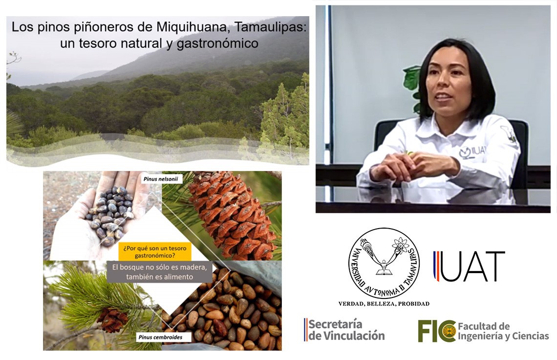 Destacan en conferencia la importancia de pinos piñoneros de Miquihuana, Tamaulipas