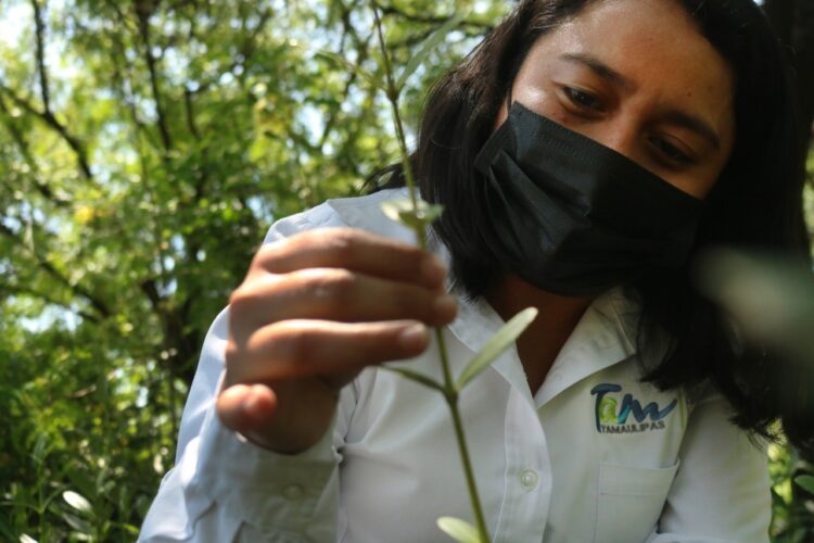 El gobierno de Tamaulipas reforestará la zona costera con mangle negro