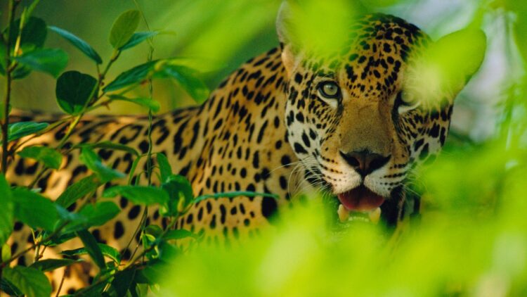 Apoya UAT esfuerzos para conservación del jaguar, guacamaya y ocelote en Tamaulipas
