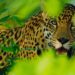 Apoya UAT esfuerzos para conservación del jaguar, guacamaya y ocelote en Tamaulipas
