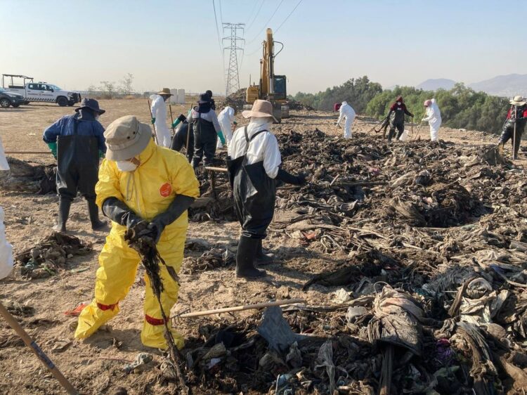 Madres buscadoras piden permiso a cártel para explorar en predio de Matamoros, Tamaulipas