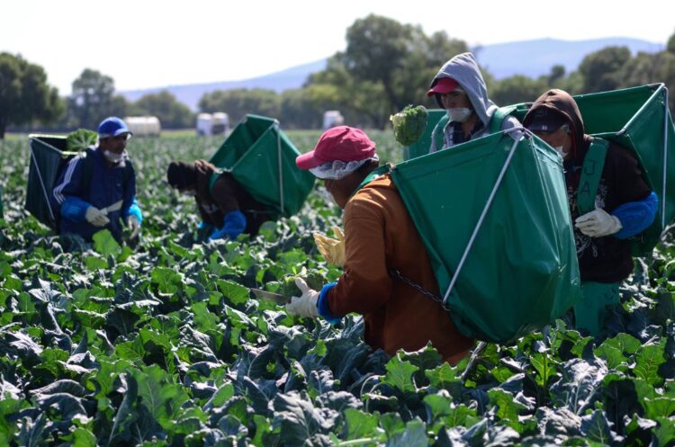 Oferta Tamaulipas 570 plazas para trabajar en Estados Unidos y Canadá