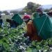 Oferta Tamaulipas 570 plazas para trabajar en Estados Unidos y Canadá