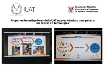Evalúan en Tamaulipas nuevas técnicas de apoyo a producción de cabra criolla