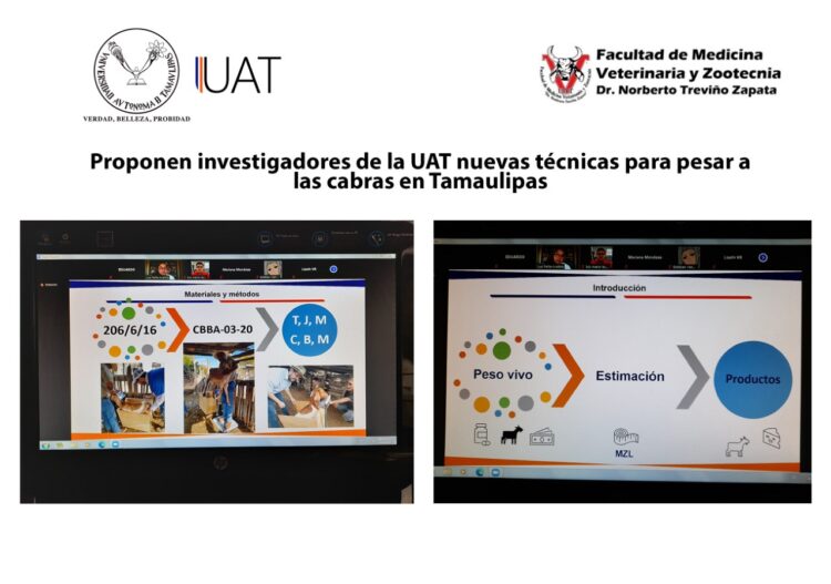 Evalúan en Tamaulipas nuevas técnicas de apoyo a producción de cabra criolla