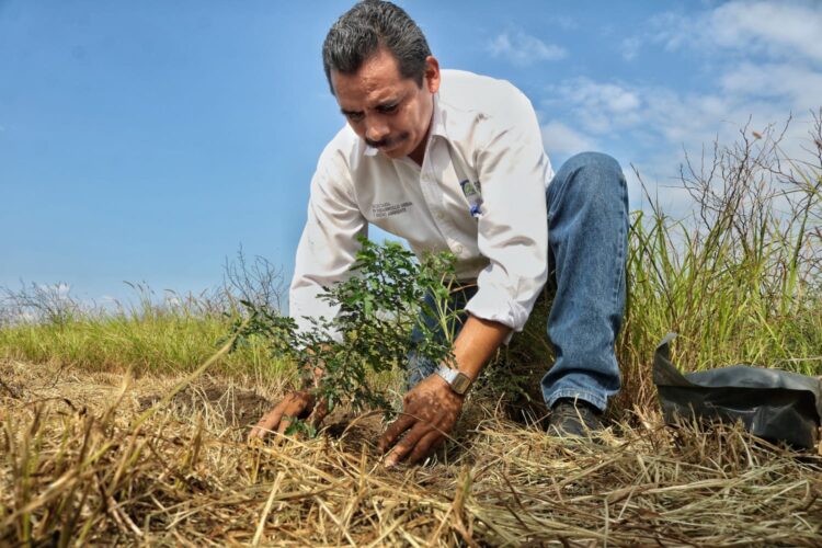 Impulsa Gobierno de Tamaulipas reforestación y preservación de parques estatales 
