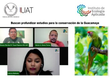 Colabora UAT en estudios para conservación de la guacamaya, en peligro de extinción