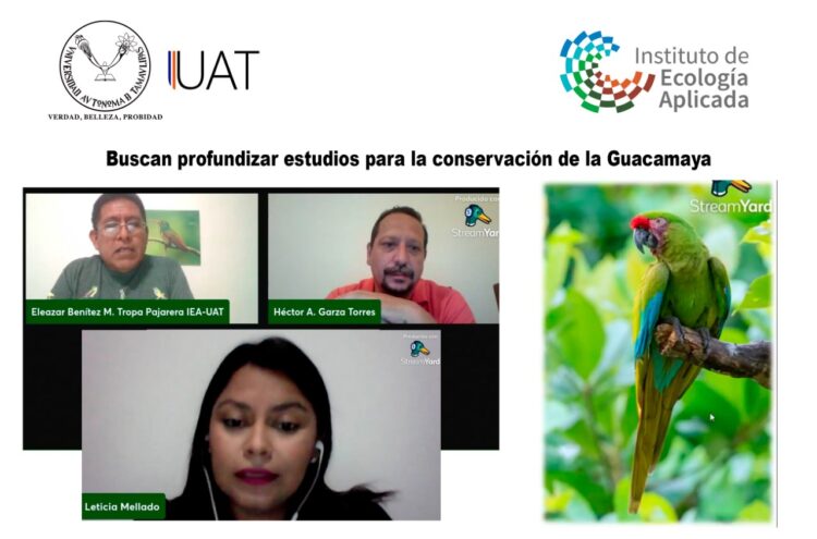 Colabora UAT en estudios para conservación de la guacamaya, en peligro de extinción