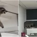 Trabajadores del hospital del ISSSTE de Tampico se niegan a convertirse en ‘caza-mapaches’