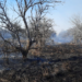 Se adelantan incendios en Güémez; ayuntamiento alerta sobre medidas de prevención