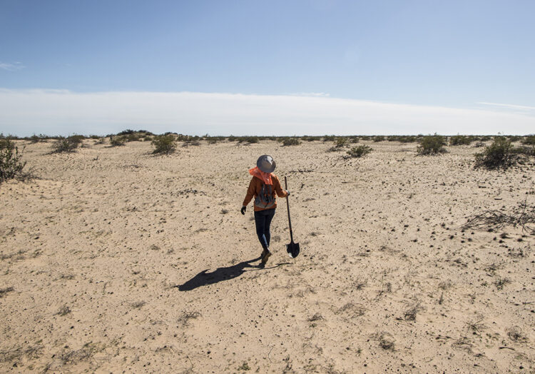Sonora: buscar colibríes en el desierto