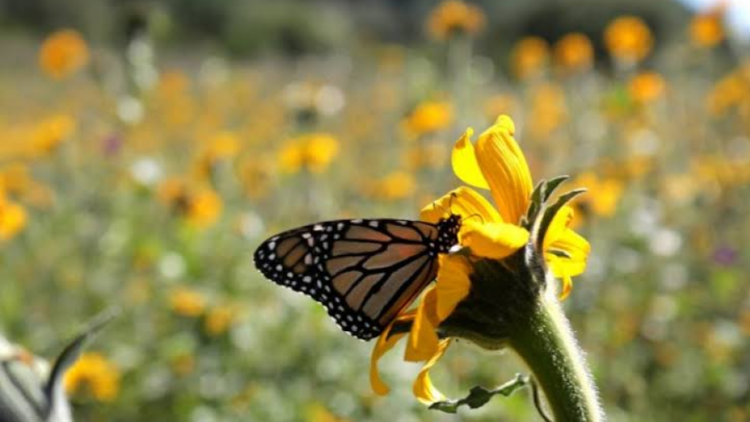 Tamaulipas es pionero en cuidado y preservación de la Mariposa Monarca