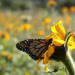 Tamaulipas es pionero en cuidado y preservación de la Mariposa Monarca
