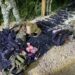 Combate Ejército con grupo armado en Chiapas; detiene a 3 y asegura arsenal, drogas y vehículos