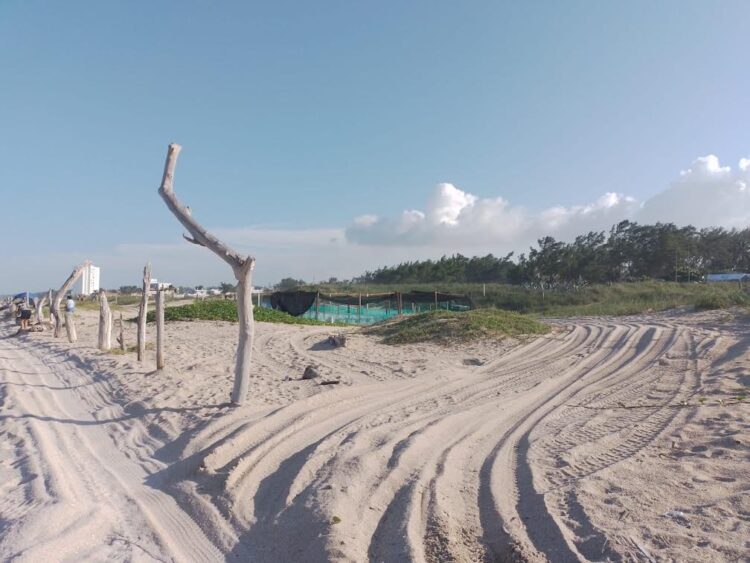 Abandonan a su suerte anidación en campo tortuguero de Playa Escondida