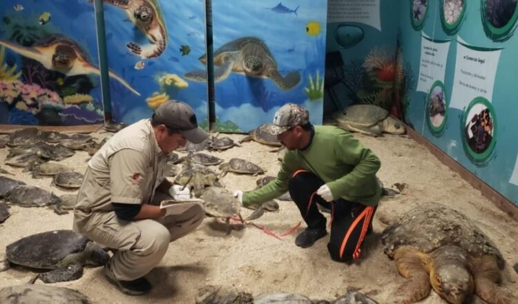 Rescatan en La Pesca ejemplares de tortuga lora y tortuga verde en estado de hipotermia por frío