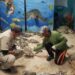Rescatan en La Pesca ejemplares de tortuga lora y tortuga verde en estado de hipotermia por frío