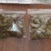 Ordenan vincular a proceso a 10 por posesión de mariguana en Tamaulipas