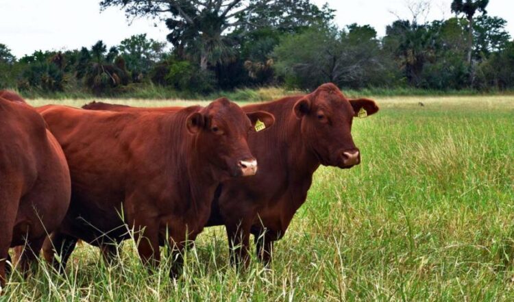 Invitan a productores pecuarios a proponer iniciativas para la Ley Ganadera del Estado de Tamaulipas