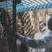 Corroboran autoridades estatales de buen funcionamiento de zoológico de Tamatán