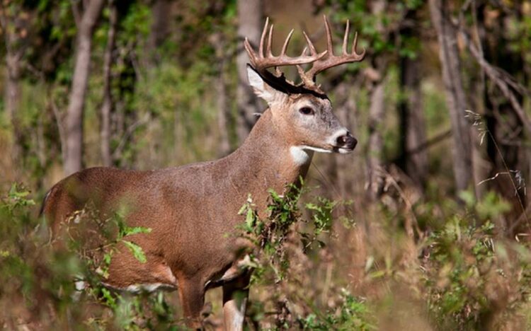 Garantizan seguridad en Nuevo Laredo durante temporada de caza de venado cola blanca