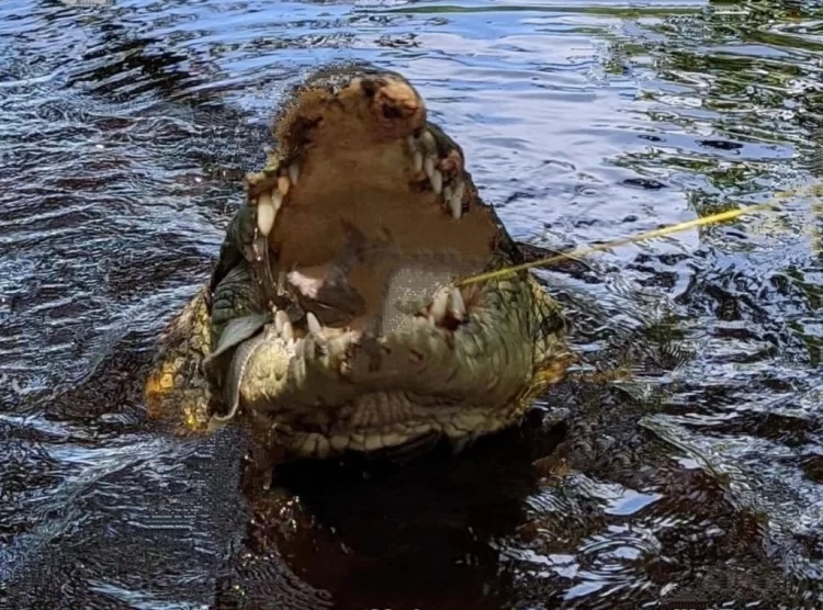 Asciende a 206 la captura de cocodrilos en zonas urbanas del sur de Tamaulipas