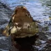 Asciende a 206 la captura de cocodrilos en zonas urbanas del sur de Tamaulipas