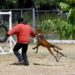 En conmemoración del Día Nacional del Perro SSPT reconoce labor de elementos caninos