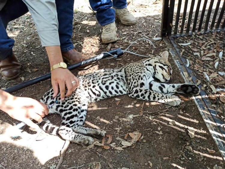 Investigadores de la UAT activan un proyecto para la protección del ocelote en Tamaulipas