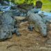 Coordina SEDUMA acciones en busca de controlar sobrepoblación de cocodrilos