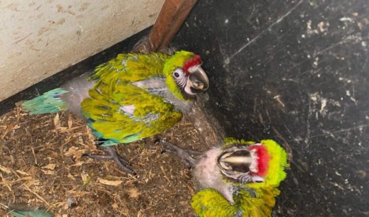 Sigue creciendo la familia en Zoológico de Tamatán: Nacen 2 polluelos de Guacamaya Verde del Golfo