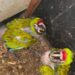 Sigue creciendo la familia en Zoológico de Tamatán: Nacen 2 polluelos de Guacamaya Verde del Golfo