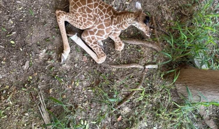 Nace jirafa macho en el zoológico Tamatán de Victoria: es producto de Adelita y Rafa