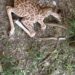 Nace jirafa macho en el zoológico Tamatán de Victoria: es producto de Adelita y Rafa