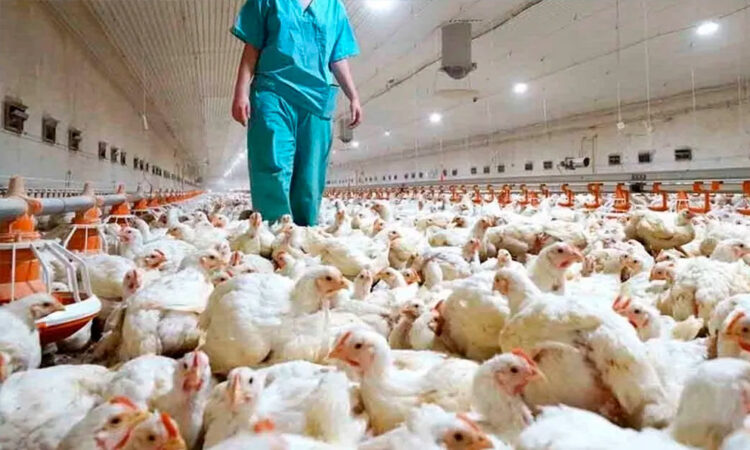 Gripe aviar llevará a la extinción a varias especies; alertan investigadores