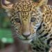 La Comisión de Parques canalizará a la Biósfera El Cielo 2 cachorros de jaguar entregados en donación