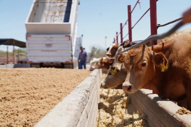 Suspensión de exportaciones de ganado a Estados Unido frena flujo de 10 mil cabezas en Sonora