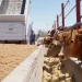 Suspensión de exportaciones de ganado a Estados Unido frena flujo de 10 mil cabezas en Sonora