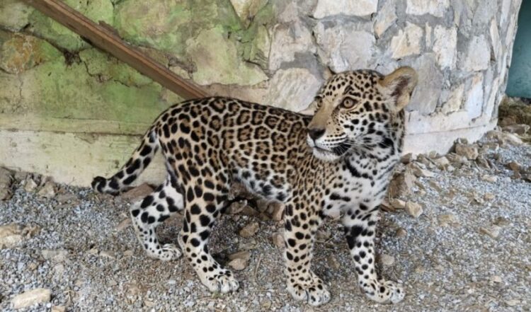 Llegan cachorros de jaguar al Parque Ecológico de la Biósfera El Cielo