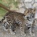 Llegan cachorros de jaguar al Parque Ecológico de la Biósfera El Cielo