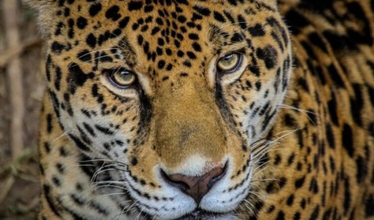 Trabaja Tamaulipas en 6 programas de conservación de tortugas, mariposa monarca, guacamaya y jaguar