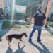 Fuerzas federales y estatales catean casa en colonia de Victoria por maltrato y crueldad animal